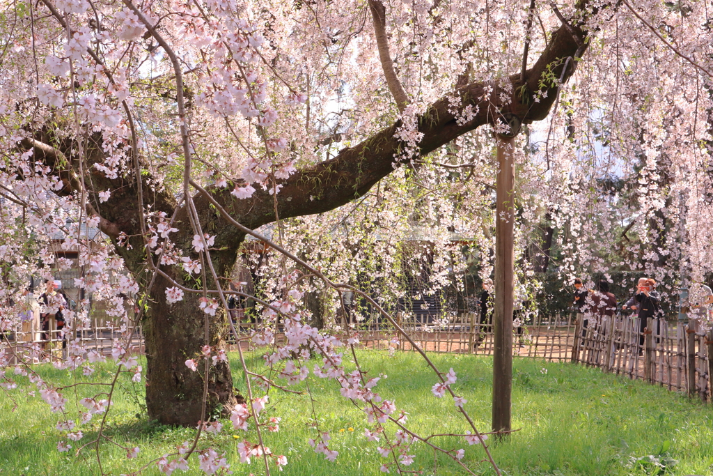 京の桜