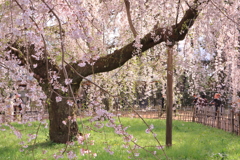 京の桜