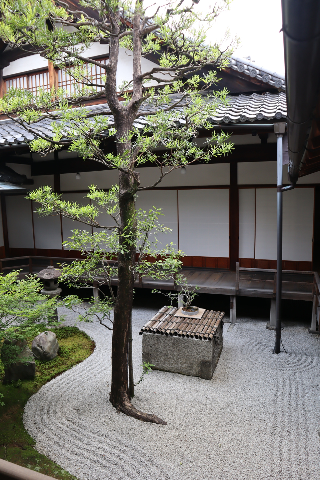 京都　半夏生の咲く両足院へ1