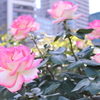 オフィス街に咲くバラ