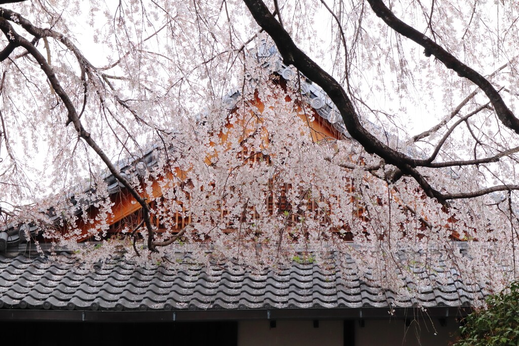 降り注ぐ