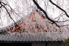 降り注ぐ