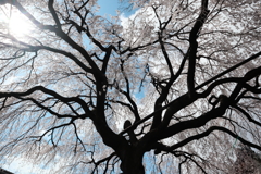 枝垂桜の下で