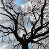 枝垂桜の下で