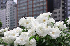 バラめぐり　中之島公園にて　2