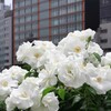 バラめぐり　中之島公園にて　2
