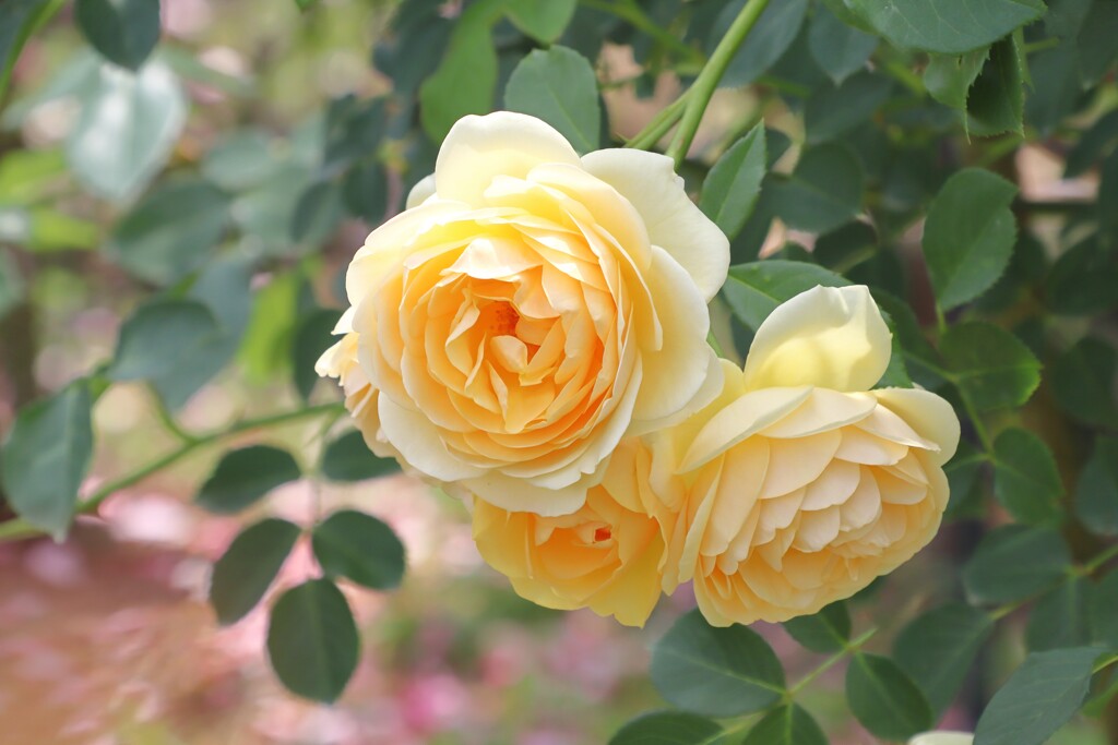 バラめぐり　京都植物園にて　4