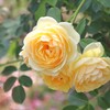 バラめぐり　京都植物園にて　4