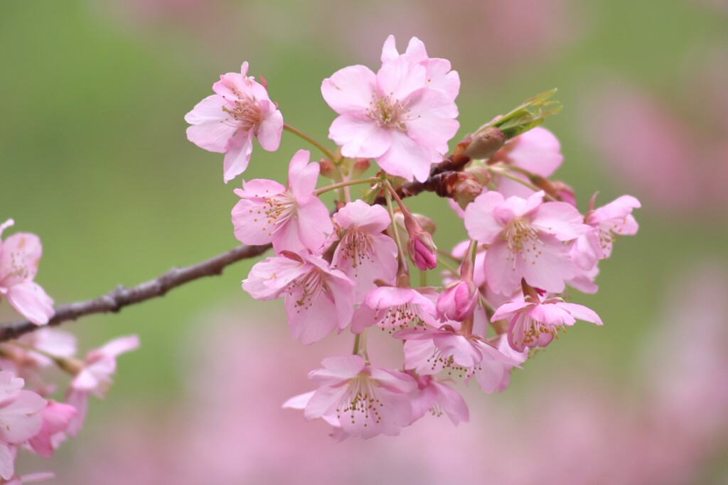 河津桜