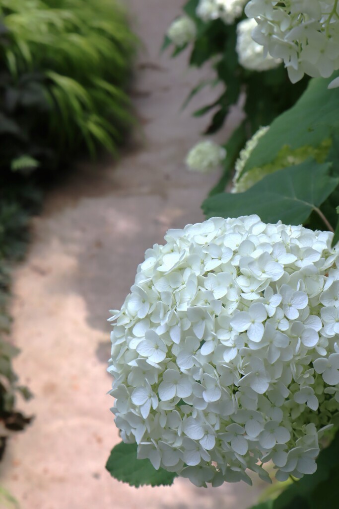 京都　新善光寺にて1　まあるい紫陽花