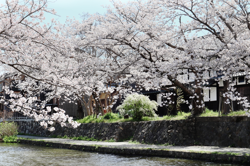 桜日和
