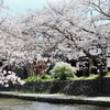 桜日和