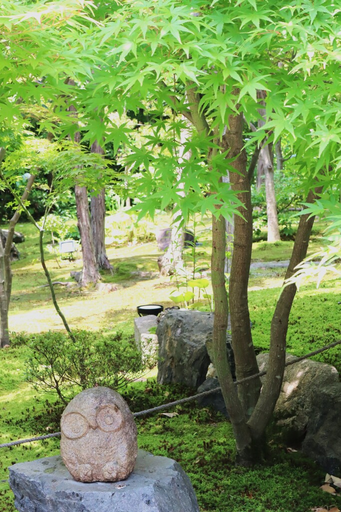 梟と青もみじ