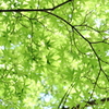 青葉の季節