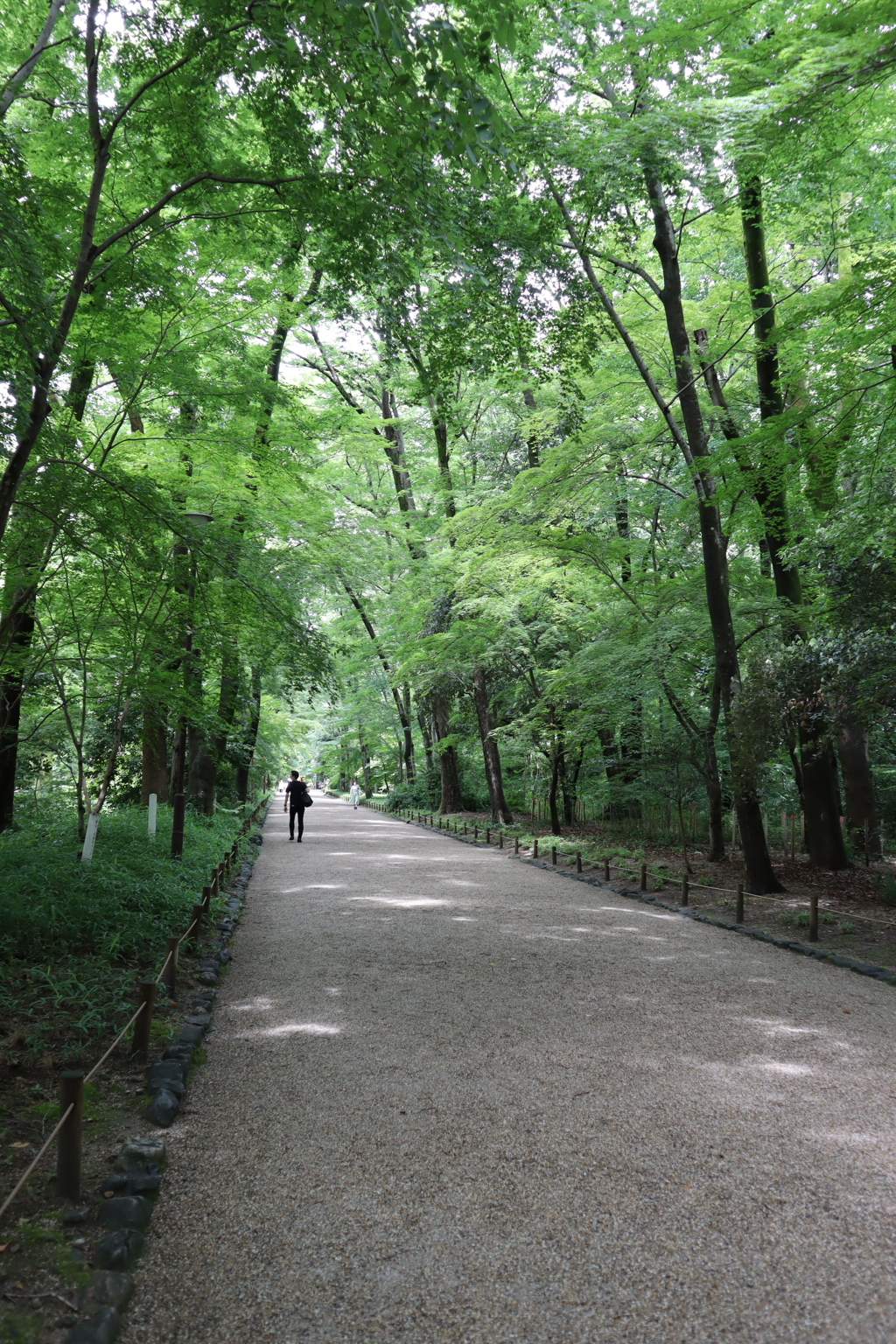 下鴨神社　糺の森