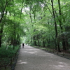 下鴨神社　糺の森