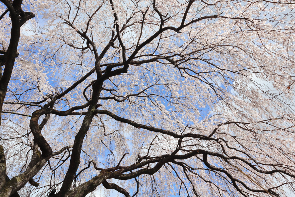 枝垂桜