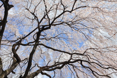 枝垂桜
