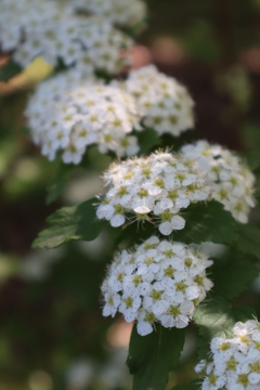 植物園散策　ドイツコデマリ