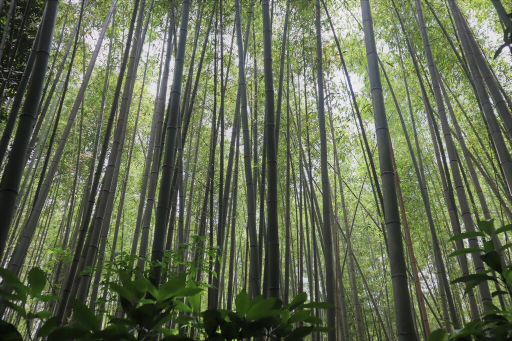 嵐山　散策