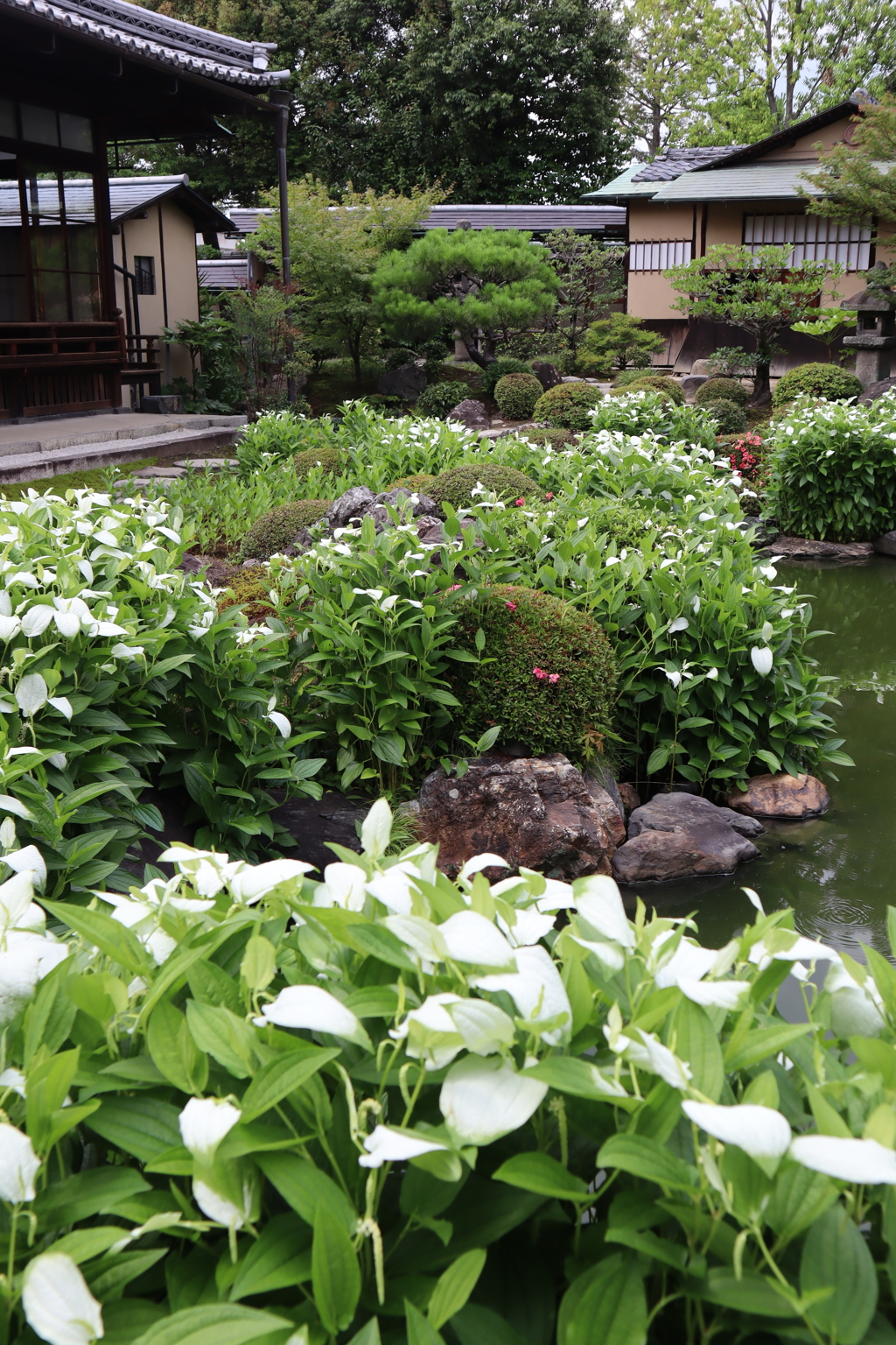 京都　半夏生の咲く両足院へ5