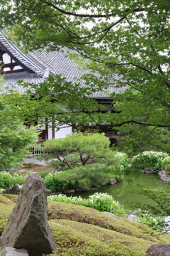 京都　半夏生の咲く両足院へ3