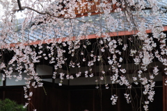 雨のように