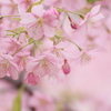 桜色