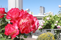 オフィス街に咲くバラ