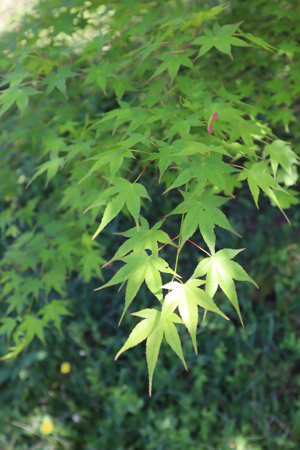 植物園散策