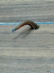コイツに注意
