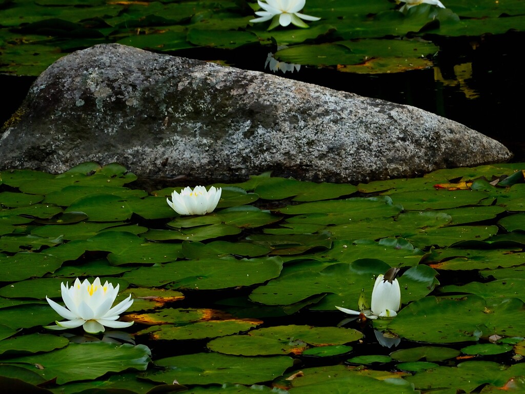 咲く