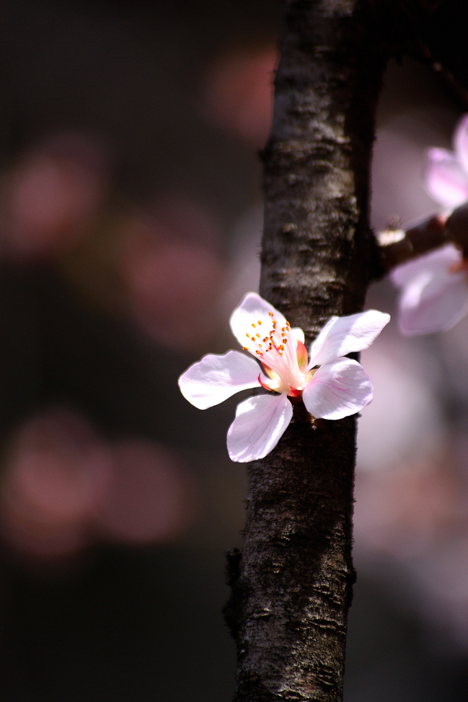 桜の便り
