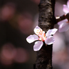 桜の便り