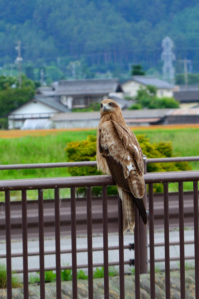 かわいい