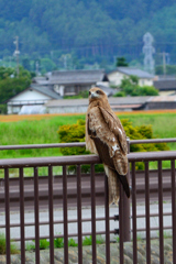 かわいい
