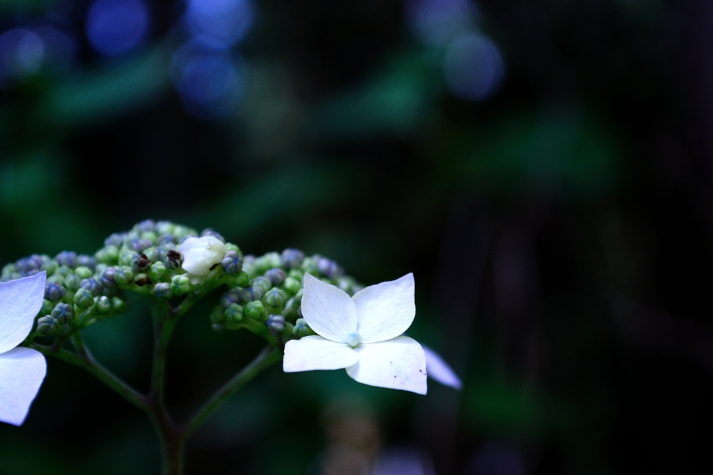 ちょっと開花