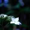 ちょっと開花