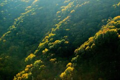 黄金に染まりゆく