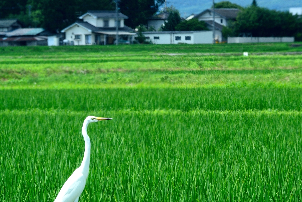 すまし顔