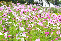 花の楽園