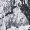 悠久の美