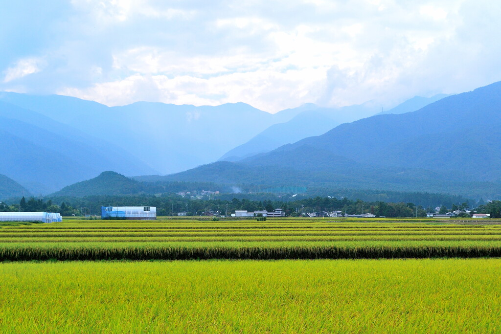 お散歩カメラ～田園風景