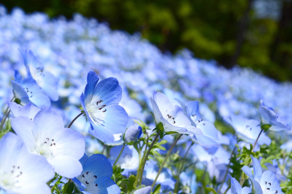 5月の青色