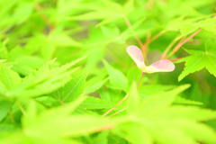 ここにいるよ