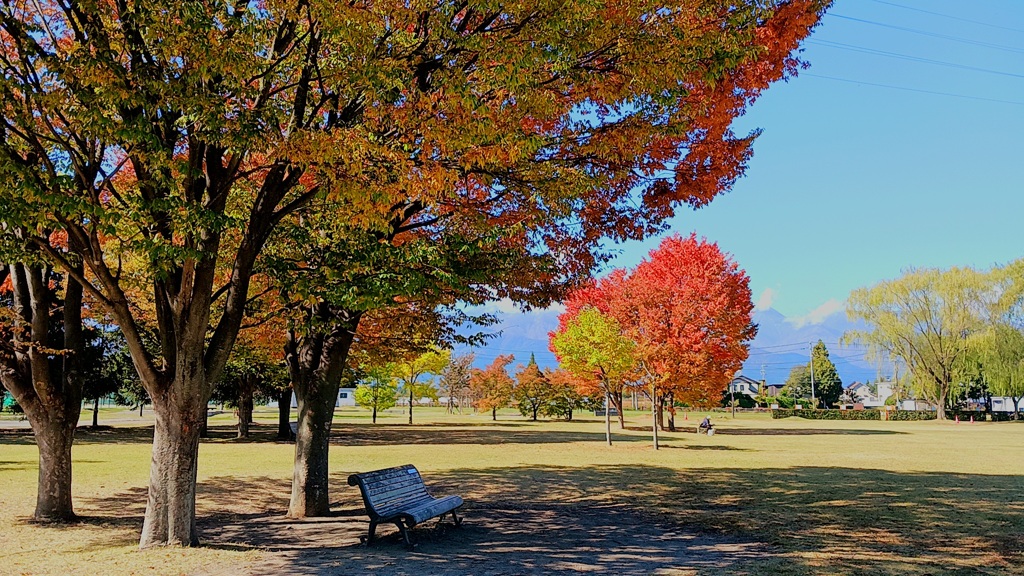 公園の秋