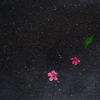 雨上がりに咲く