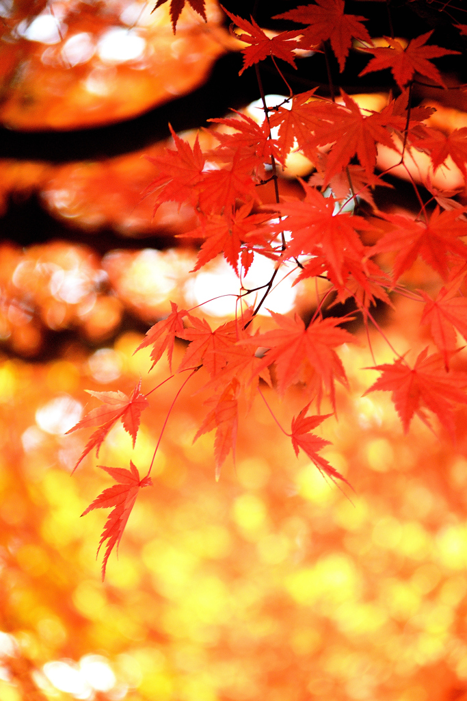 紅に染まる