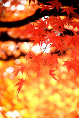 紅に染まる