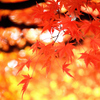 紅に染まる